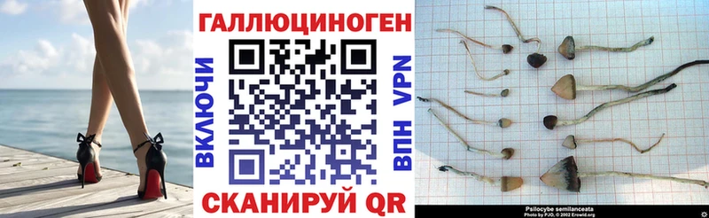 Псилоцибиновые грибы Psilocybine cubensis  Магнитогорск 